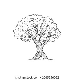 Hand drawn tree illustration