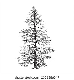 Hand drawn tree illustration, Pine tree, Forest drawing, graphic illustration, forest design elements, nature design