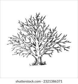 Ilustración de árboles dibujados a mano, Pino, Dibujo forestal, ilustración gráfica, elementos de diseño forestal, diseño de naturaleza