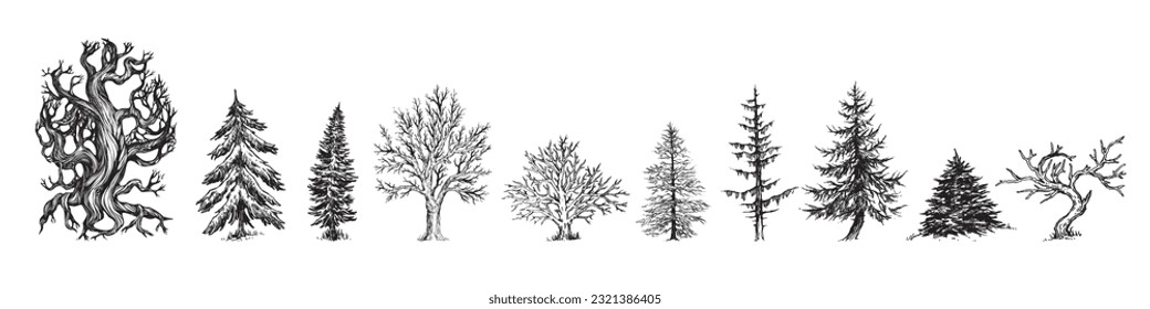 Hand drawn tree illustration, Pine tree, Forest drawing, graphic illustration, forest design elements, trees illustrations pack