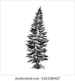 Hand drawn tree illustration, Pine tree, Forest drawing, graphic illustration, forest design elements, nature design