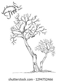 Hand drawn tree isolated on white background. Sketch, vector illustration.