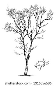 Hand drawn tree isolated on white background. Sketch, vector illustration.