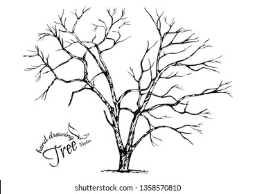 Hand drawn tree isolated on white background. Sketch, vector illustration.