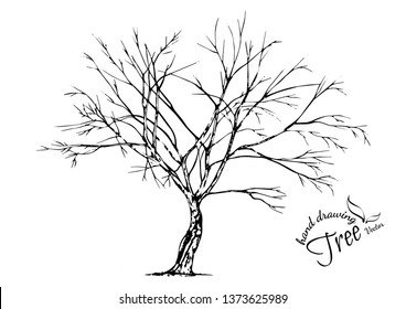 Hand drawn tree isolated on white background. Sketch, vector illustration.
