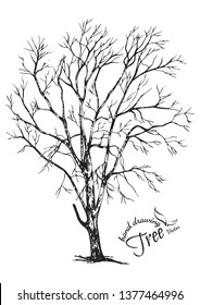 Hand drawn tree isolated on white background. Sketch, vector illustration.