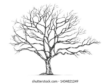 Hand drawn tree isolated on white background. Sketch, vector illustration.