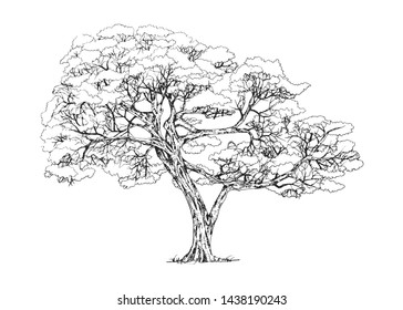 Hand drawn tree isolated on white background. Sketch, vector illustration.