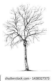 Hand drawn tree isolated on white background. Sketch, vector illustration.