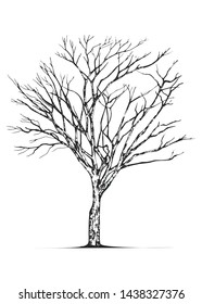 Hand drawn tree isolated on white background. Sketch, vector illustration.
