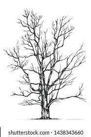 Hand drawn tree isolated on white background. Sketch, vector illustration.