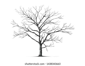 Hand drawn tree isolated on white background. Sketch, vector illustration.