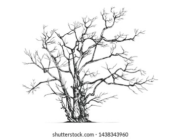 Hand drawn tree isolated on white background. Sketch, vector illustration.