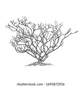 Hand drawn tree isolated on white background. Sketch, vector illustration.