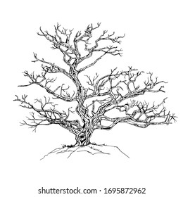 Hand drawn tree isolated on white background. Sketch, vector illustration.