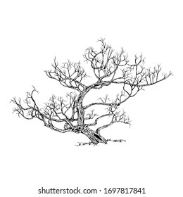 Hand drawn tree isolated on white background. Sketch, vector illustration.