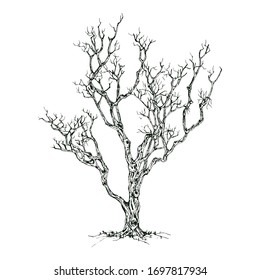 Hand drawn tree isolated on white background. Sketch, vector illustration.