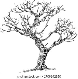 Hand drawn tree isolated on white background. Sketch, vector illustration.