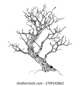 Hand drawn tree isolated on white background. Sketch, vector illustration.