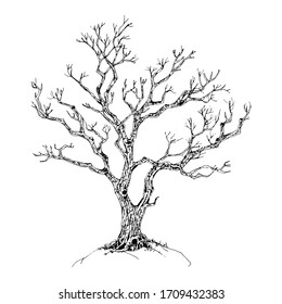 Hand drawn tree isolated on white background. Sketch, vector illustration.