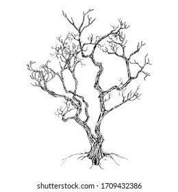 Hand drawn tree isolated on white background. Sketch, vector illustration.