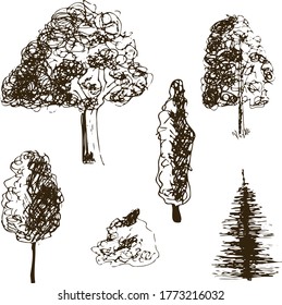 Hand drawn tree isolated on white background. Sketch, vector illustration.