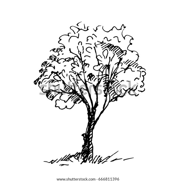 377,995 Sketched Tree Vector Images, Stock Photos & Vectors | Shutterstock