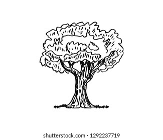 Hand drawn tree isolated. Sketch, vector illustration