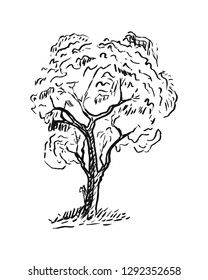 Hand drawn tree isolated. Sketch of tree. Drawing free hand Vector illustration