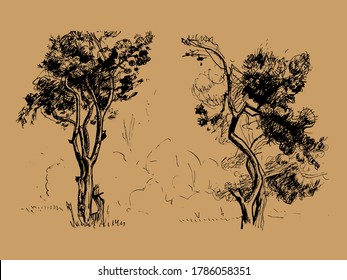 Hand drawn tree isolated. Vector monochrome freehand linear ink drawn backdrop sketchy in art scribble antique style pen on paper.