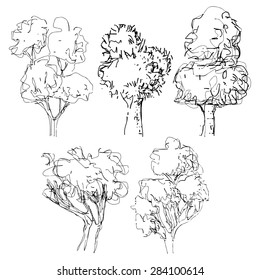 Hand drawn tree  isolated vector illustration, art sketching  of vector trees symbols in naive style, Pen and ink tree
