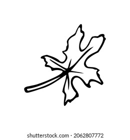 Hand drawn tree leaf illustration in doodle style.