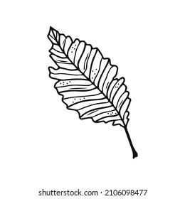 Hand drawn tree leaf, twig, floral element on a white isolated background. Doodle, simple outline illustration. It can be used for decoration of textile, paper and other surfaces.