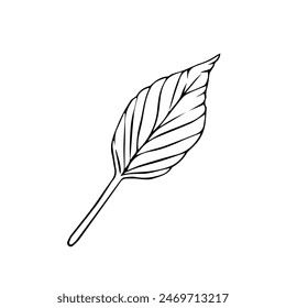 Hand drawn tree leaves in doodle style painted by black inks. Vector black line leaf. Sketch outline art illustration for design for greeting cards and invitations of the wedding, birthday