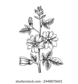 Hand drawn tree mallow vector sketch