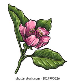 Hand drawn tree quince with blossom flower vector.