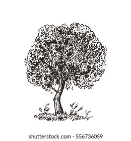 Hand Drawn Tree Sketch. Black and white drawing. Vector illustration
