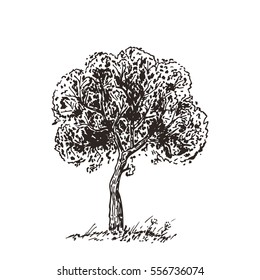 Hand Drawn Tree Sketch. Black and white drawing. Vector illustration