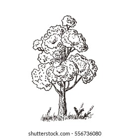 Hand Drawn Tree Sketch. Black and white drawing. Vector illustration