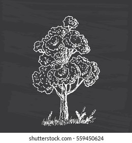 Hand Drawn Tree Sketch. Black and white drawing. Vector illustration.