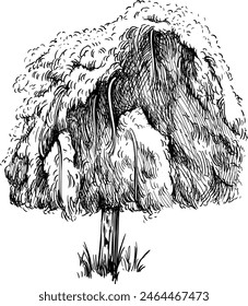 Hand drawn tree. Sketch illustration isolated on white background.