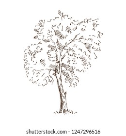 Hand drawn tree. Sketch. Vector illustration.