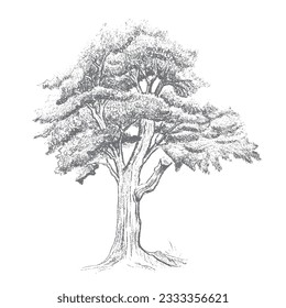 Hand Drawn Tree Sketches On White Background. Vector Illustration