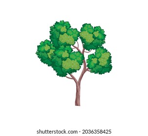 vector de árbol dibujado a mano, árbol de acacia aislado