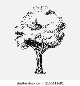 Hand drawn tree. Vector isolated illustration.