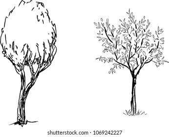 Hand drawn trees isolated, graphic sketch   style trees set