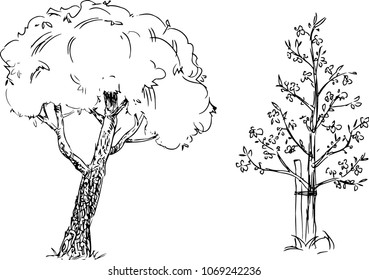 Hand drawn trees isolated, graphic sketch   style trees set