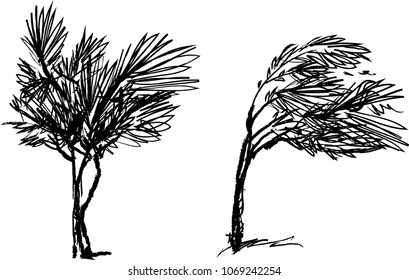 Hand drawn trees isolated,  graphic sketch style trees set,