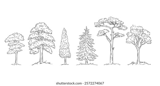 Hand drawn trees. Isolated outline plant. Contour forest sketch. Line shape of natural environment. Wood scene. Vector illustration