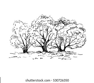 17,881 Maple Tree Sketch Images, Stock Photos & Vectors | Shutterstock